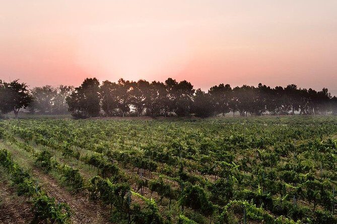 Baalback , Anjar & Chateau Ksara - Beirut logistics that make the day smoother than you expect
