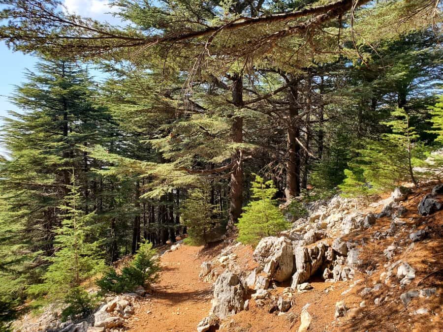 Cedars Shouf & Beiteddine w/pick-up, guide, entries+lunch - Price and logistics: what $140 buys you in practice