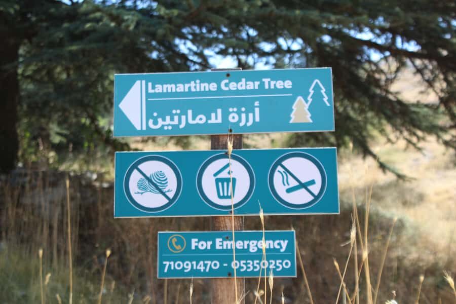 Cedars Shouf & Beiteddine w/pick-up, guide, entries+lunch - Al Shouf Cedar Nature Reserve: a short walk through a giant story