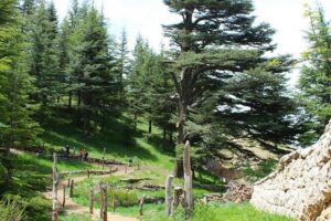 Full-Day Guided Tour of Northern Lebanon with Hotel Pickup - Hotel Pickup + Private Ride: The Stress-Free Start