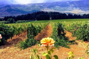 Full-Day Private Wine Tasting Tour - Château Kefraya terraces: altitude that affects the grape