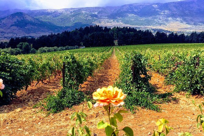 Full-Day Private Wine Tasting Tour - Château Kefraya terraces: altitude that affects the grape