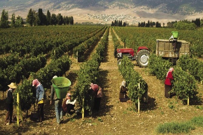 Journey Through Lebanese Wine: A Private Tour in the Beqaa Valley - What to Expect at Tastings and How to Prepare