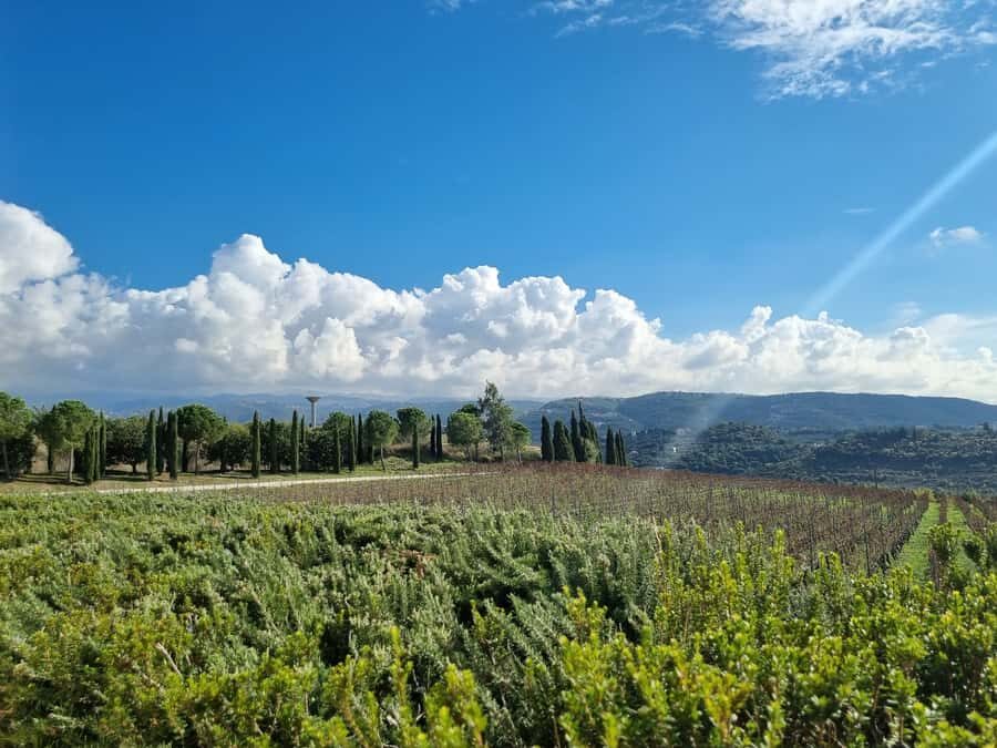 Lebanese wineries guided tour with tastings & lunch - Key highlights worth your time
