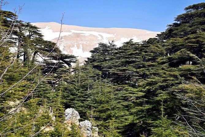 PRIVATE Tour to Cedars of God, Besharre & Qozhaya Valley - Cedars of God: The 2,000-year-old cedar story (and the walk)