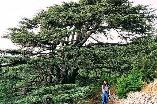 Private Trip to Beiteddine, Deir el Qamar & Maaser el Chouf Cedars - Beiteddine Palace: Ottoman, French, and Lebanese chapters in one visit