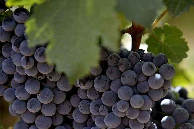 PRIVATE Wine Tasting Tour to the Bekaa Valey Fabulous Wineries - Château Kefraya: Your First Taste and the Best Moment to Ask Questions